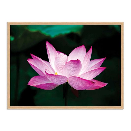 Quadro Decorativo Flor de Lótus
