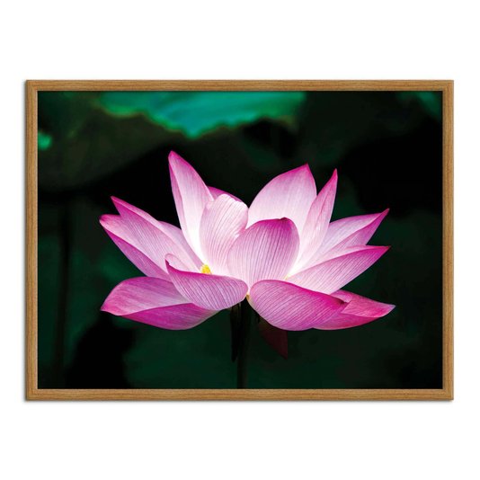 Quadro Decorativo Flor de Lótus