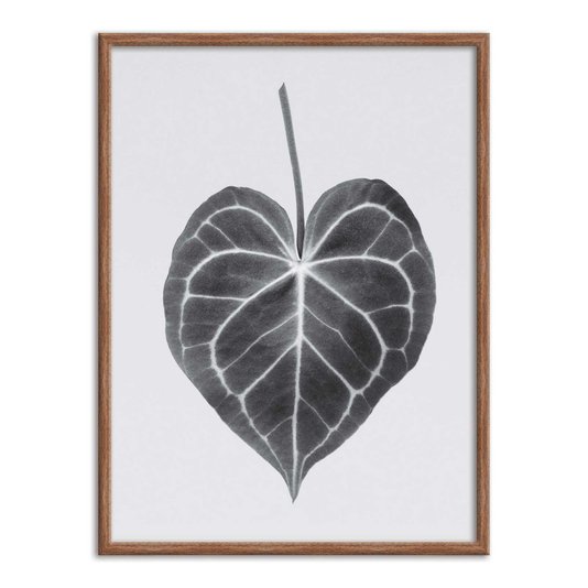 Quadro Decorativo Folha Costela de Adão