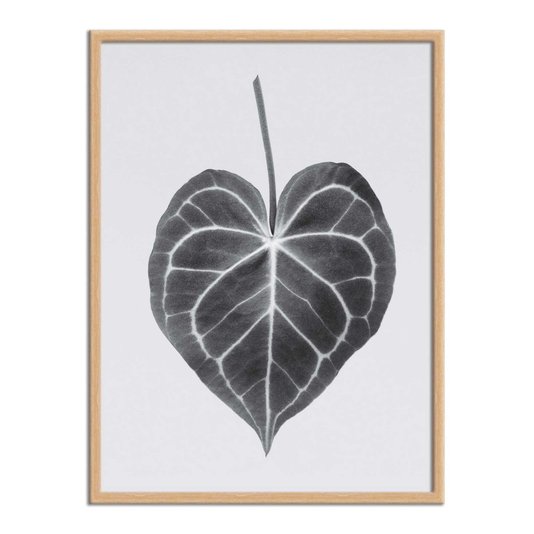 Quadro Decorativo Folha Costela de Adão