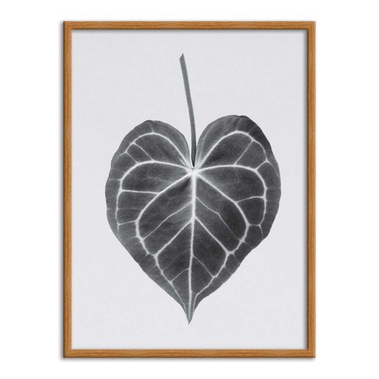 Quadro Decorativo Folha Costela de Adão