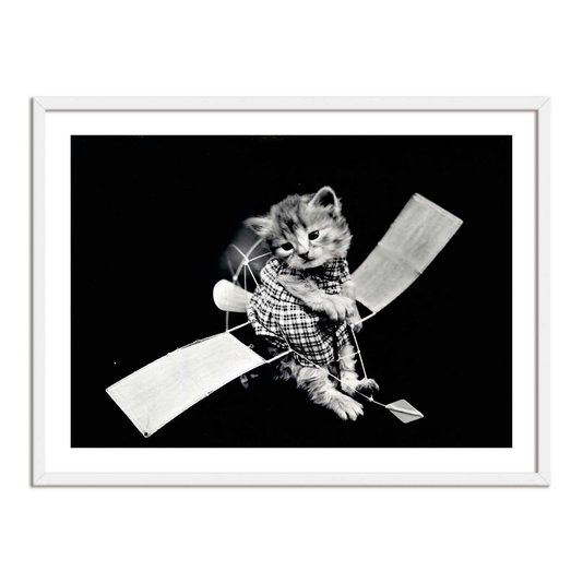 Quadro Decorativo Gatinhos