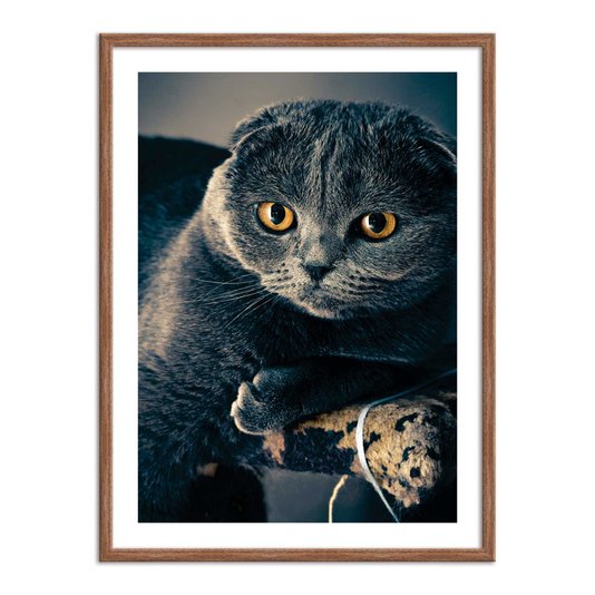 Quadro Decorativo Gato Preto