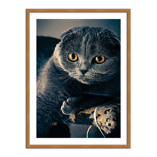 Quadro Decorativo Gato Preto