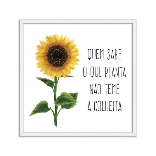 Quadro Decorativo Girasol Quem Sabe o que Planta Não teme a Colheita