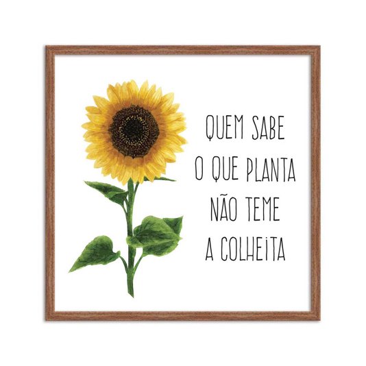 Quadro Decorativo Girasol Quem Sabe o que Planta Não teme a Colheita