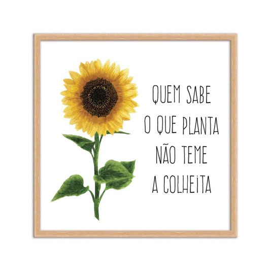 Quadro Decorativo Girasol Quem Sabe o que Planta Não teme a Colheita