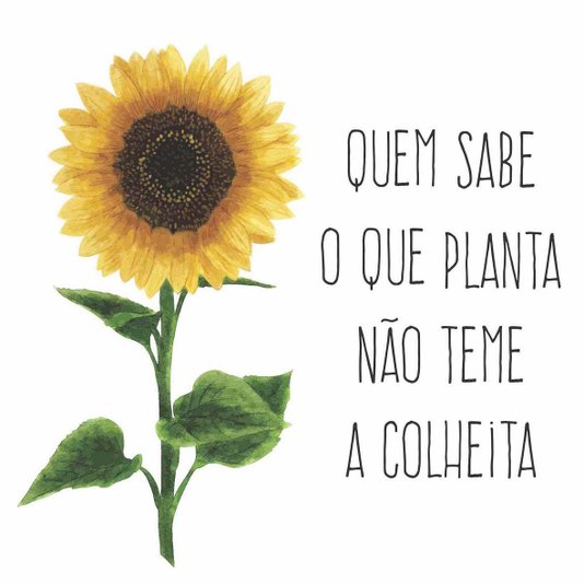 Quadro Decorativo Girasol Quem Sabe o que Planta Não teme a Colheita