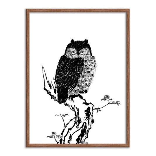 Quadro Decorativo Gravura de Uma Coruja