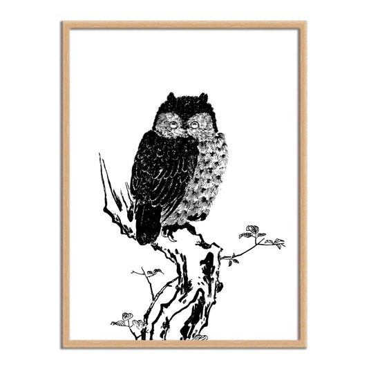 Quadro Decorativo Gravura de Uma Coruja