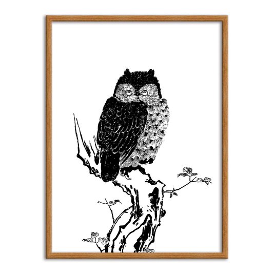 Quadro Decorativo Gravura de Uma Coruja