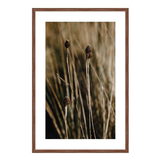 Quadro Decorativo Natureza Minimalista Plantas Secas