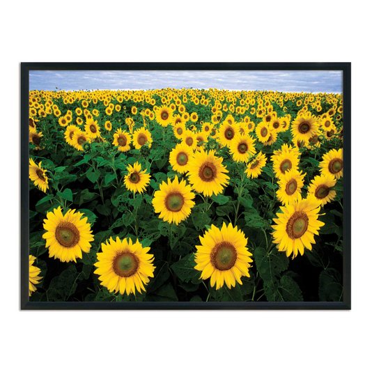 Quadro Decorativo Plantação de Girassóis