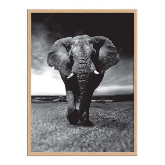 Quadro Decorativo Preto e Branco Elefante Caminhando