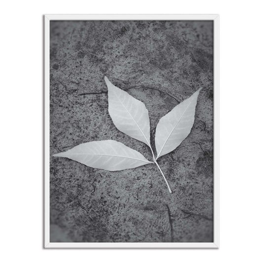 Quadro Decorativo Preto e Branco Folha ao Chão