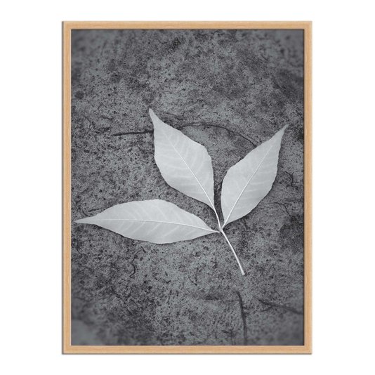 Quadro Decorativo Preto e Branco Folha ao Chão