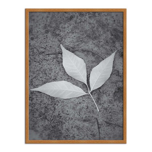 Quadro Decorativo Preto e Branco Folha ao Chão