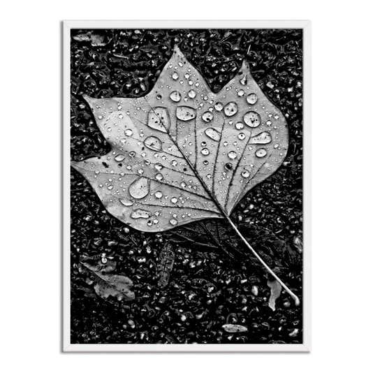 Quadro Decorativo Preto e Branco Folha de Outono com Gotas