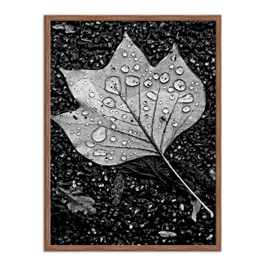 Quadro Decorativo Preto e Branco Folha de Outono com Gotas
