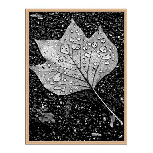 Quadro Decorativo Preto e Branco Folha de Outono com Gotas