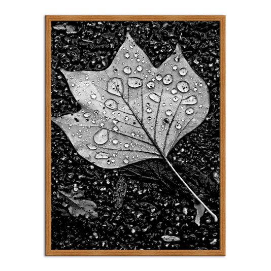 Quadro Decorativo Preto e Branco Folha de Outono com Gotas