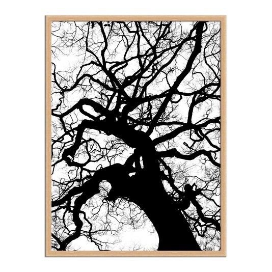 Quadro Decorativo Preto e Branco Galhos de Árvore
