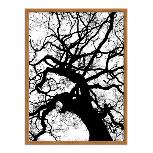 Quadro Decorativo Preto e Branco Galhos de Árvore