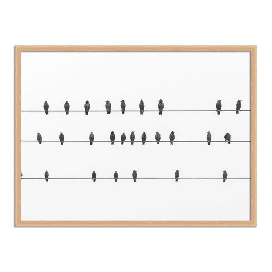 Quadro Decorativo Preto e Branco Pássaros em Fio Elétrico