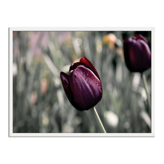 Quadro Decorativo Tulipa Roxa