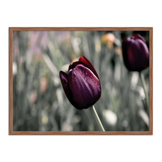 Quadro Decorativo Tulipa Roxa