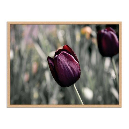Quadro Decorativo Tulipa Roxa