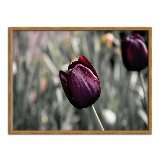 Quadro Decorativo Tulipa Roxa
