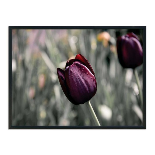 Quadro Decorativo Tulipa Roxa