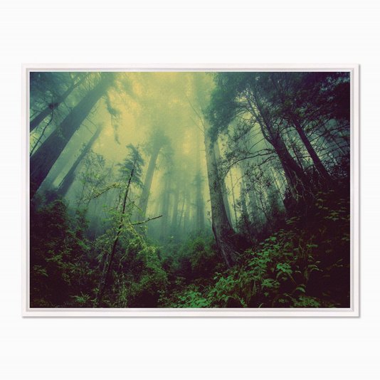 Quadro em Tela Canvas Névoa na Floresta