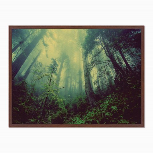 Quadro em Tela Canvas Névoa na Floresta