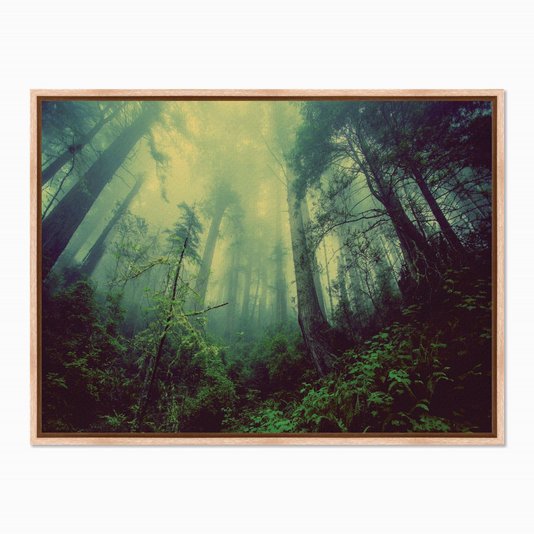 Quadro em Tela Canvas Névoa na Floresta