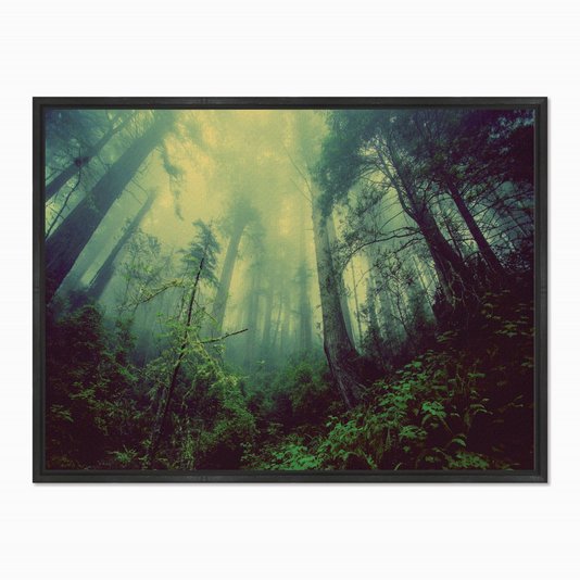 Quadro em Tela Canvas Névoa na Floresta