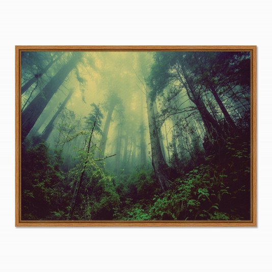 Quadro em Tela Canvas Névoa na Floresta