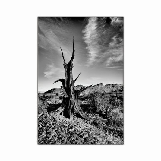 Tela Decorativa em Tecido Canvas Árvore Morta no Deserto