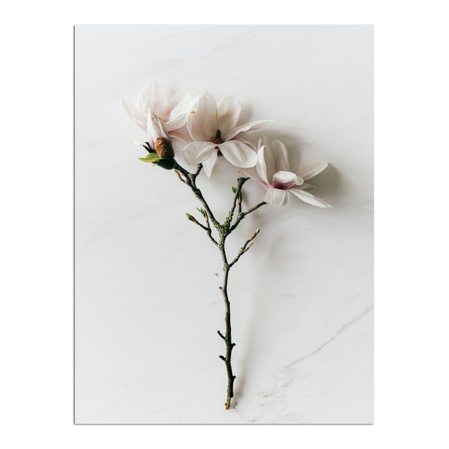 Placa Decorativa Natureza Minimalista Flores