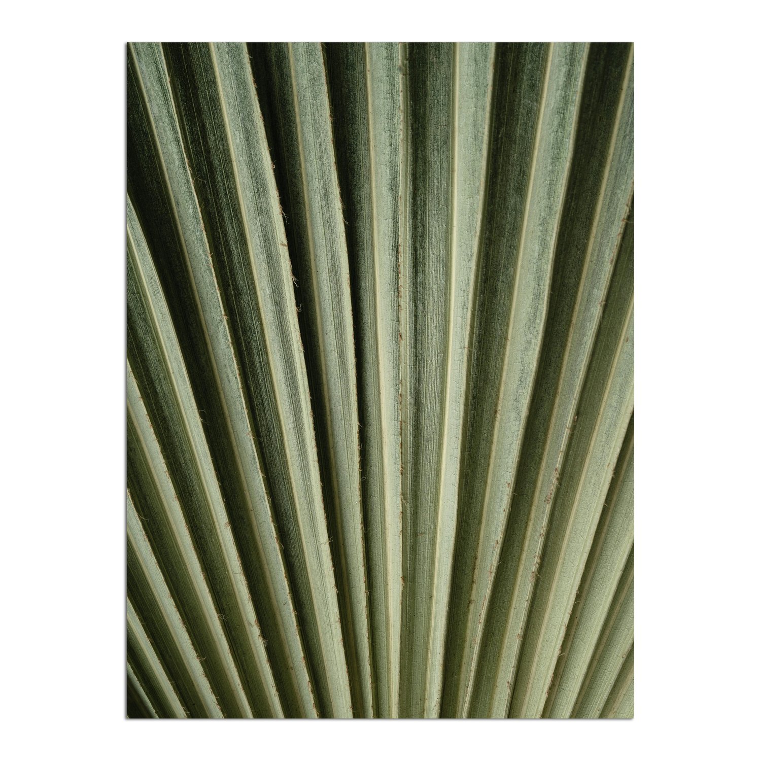 Placa Decorativa Natureza Minimalista Folha Verde