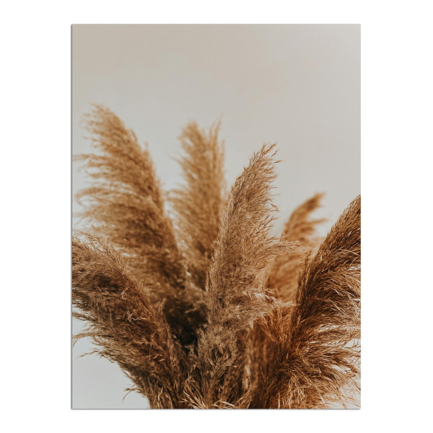 Placa Decorativa Natureza Minimalista Plantas Secas