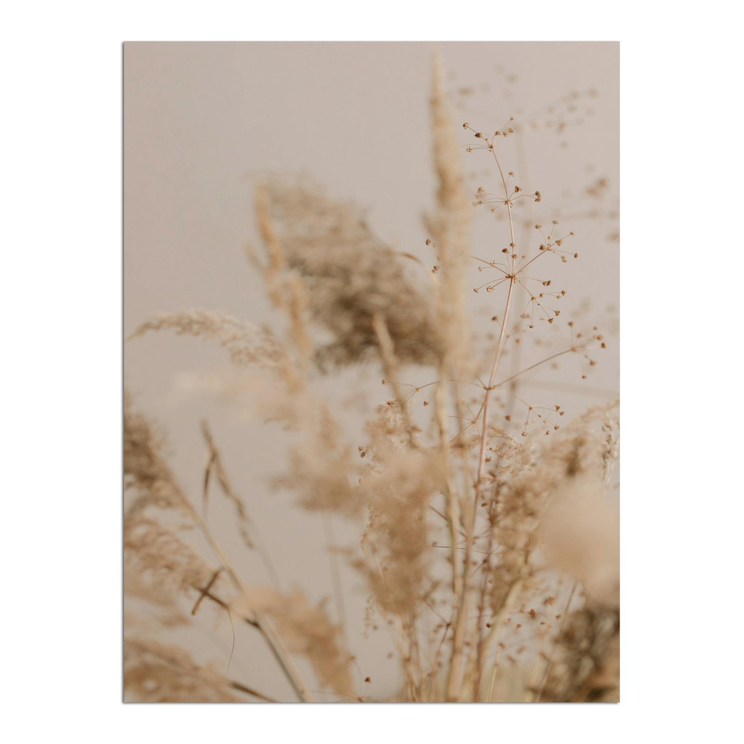Placa Decorativa Natureza Minimalista Plantas Secas