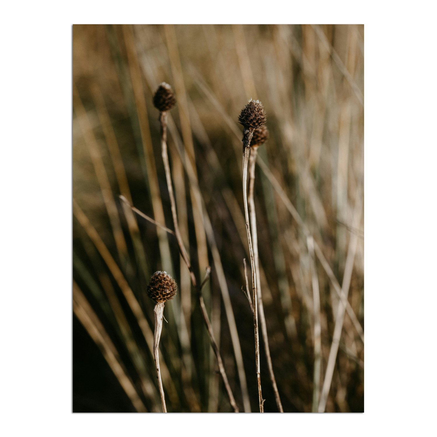 Placa Decorativa Natureza Minimalista Plantas Secas