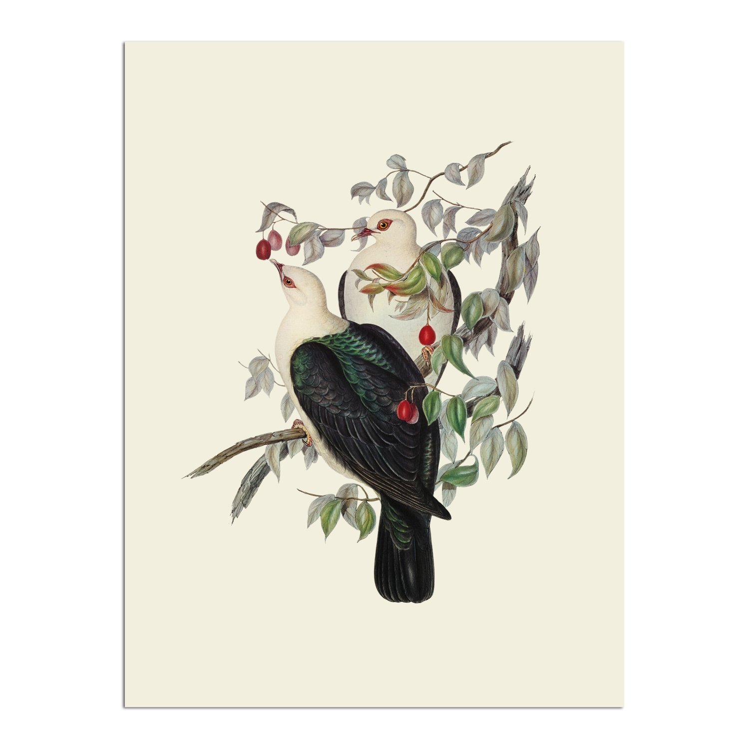 Placa Decorativa Pombos De Fruta Vintage Farmhouse