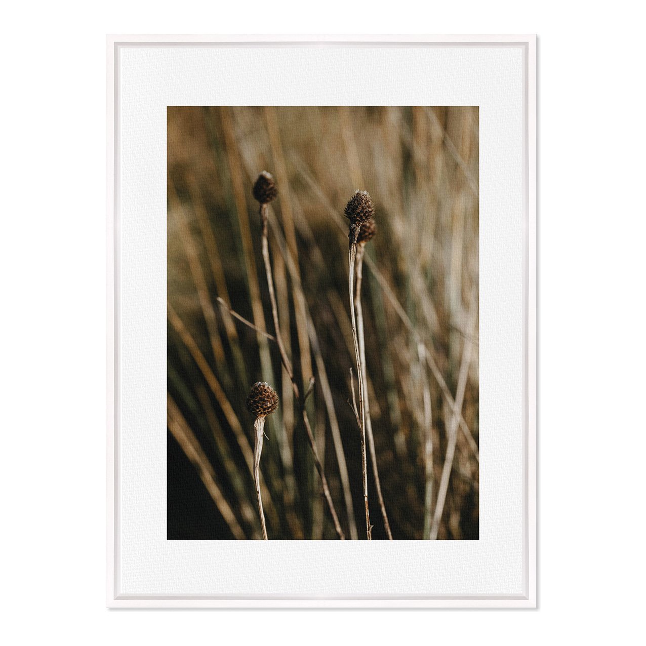 Quadro Em Tela Canvas Natureza Minimalista Plantas Secas