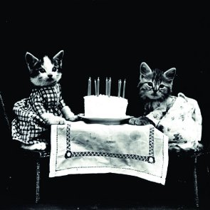 Placa Decorativa Gatos de Aniversário Placa Decorativa Gatos de Aniversário