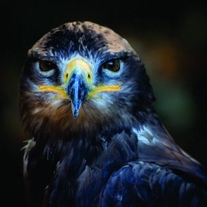 Placa Decorativa Ave De Rapina Placa Decorativa Ave De Rapina