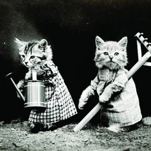 Placa Decorativa Gatos Cuidando da Horta Placa Decorativa Gatos Cuidando da Horta