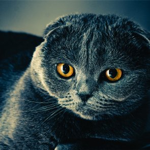 Placa Decorativa Gato Preto Placa Decorativa Gato Preto